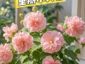 木芙蓉花的栽培与养护（打造绚丽花海，享受自然之美）