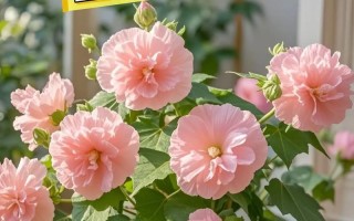 木芙蓉花的栽培与养护（打造绚丽花海，享受自然之美）