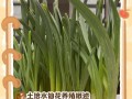 水仙花的花期是什么时候？（了解水仙花的花期让你更好地欣赏美丽的花朵）