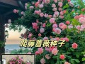 蔷薇的养殖秘籍（教你轻松养活蔷薇花园，一起享受美丽花海的盛宴）