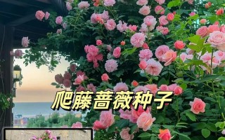 蔷薇的养殖秘籍（教你轻松养活蔷薇花园，一起享受美丽花海的盛宴）