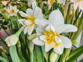 水仙花开花温度（从理论到实践，探究水仙花开花温度的影响因素）