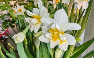 水仙花开花温度（从理论到实践，探究水仙花开花温度的影响因素）