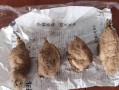 大丽花根的食用方法及功效（探索大丽花根的独特美味与药用价值）