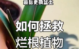 如何处理丽格海棠烂根问题（解决丽格海棠烂根的有效方法与技巧）