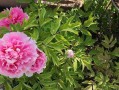 牡丹种植条件详解（适合种植的地方和栽培技巧）