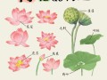 莲花开花的季节与次数（探究莲花开花的生长规律）