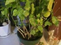 《如何正确养护以莫丽花》（打造盛开绚丽的花园，让以莫丽花成为焦点）