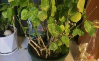 《如何正确养护以莫丽花》（打造盛开绚丽的花园，让以莫丽花成为焦点）