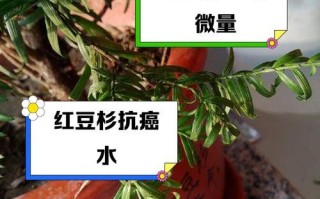 红豆杉叶子黄干的原因及解决办法（探究红豆杉叶子黄干的主要原因，提供有效的解决办法）