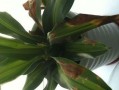 花盆的花为什么会发黄？（探究花盆花发黄的原因及解决方法）
