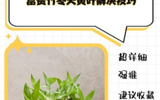 富贵竹叶子发黄原因及解决方法（富贵竹叶子为什么会发黄？如何恢复其健康？）
