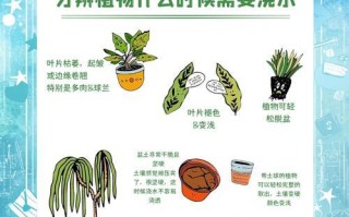 如何正确浇水给家里没人的植物（保证植物健康成长的简单方法）