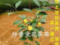 利用茶叶发酵生产高质量花肥（茶叶发酵的关键步骤及其在花肥生产中的应用）