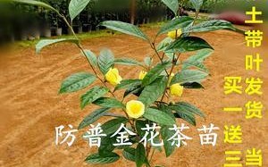 利用茶叶发酵生产高质量花肥（茶叶发酵的关键步骤及其在花肥生产中的应用）