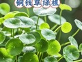 冬季土培铜钱草养护指南（室内铜钱草的冬季养护方法）
