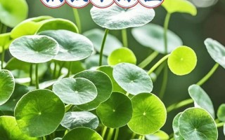 冬季土培铜钱草养护指南（室内铜钱草的冬季养护方法）