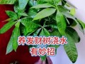 如何救活发财树，让它重新焕发生机（快速有效的方法和关键步骤，告别发财树生机消散的困扰）