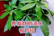如何救活发财树，让它重新焕发生机（快速有效的方法和关键步骤，告别发财树生机消散的困扰）