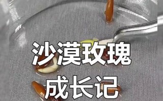 如何正确种植玫瑰花种子（一步一步教你如何成功种植玫瑰花种子）