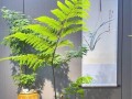 蕨类植物的养护指南（探秘蕨类植物的养殖技巧与注意事项）