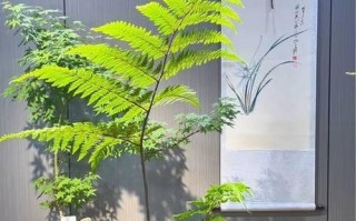 蕨类植物的养护指南（探秘蕨类植物的养殖技巧与注意事项）
