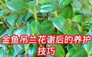 金鱼吊兰叶子白斑的治疗方法（如何有效治疗金鱼吊兰叶子上的白斑问题）