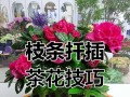 茶花枝条生根的方法与技巧（培育健康茶花新苗的秘诀）