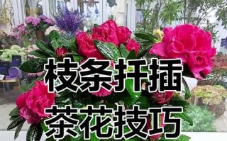 茶花枝条生根的方法与技巧（培育健康茶花新苗的秘诀）