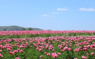 白芍种植条件与气候要求（从土壤、光照、温度到湿度，全面解析白芍种植的环境需求）