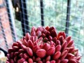如何拯救红宝石多肉植物的枯萎（解决红宝石多肉蔫了的关键方法）