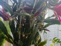 冬天如何养护令箭荷花？（有效方法和关键要点让令箭荷花在寒冷的冬季中健康茁壮）