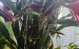 冬天如何养护令箭荷花？（有效方法和关键要点让令箭荷花在寒冷的冬季中健康茁壮）