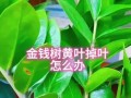 摇钱树叶子皱皱，悄悄揭示富裕的秘密（摇钱树叶子为何会皱皱？）