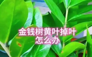 摇钱树叶子皱皱，悄悄揭示富裕的秘密（摇钱树叶子为何会皱皱？）