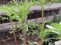 茶花摘心打顶时间与方法（掌握正确时间和方法，让茶花生长更健康）