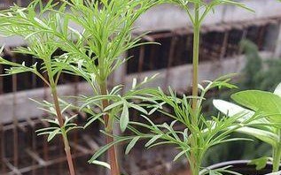 茶花摘心打顶时间与方法（掌握正确时间和方法，让茶花生长更健康）
