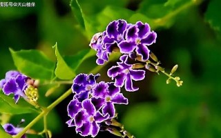 蕾丝金露花的养护（打造花期鲜艳、茁壮成长的蕾丝金露花）