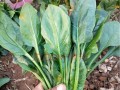 草莓种子的种植全攻略（种植时间、方法及注意事项）