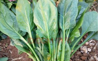 草莓种子的种植全攻略（种植时间、方法及注意事项）