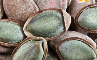 瓜蒌炭疽病的病因、症状、预防及治疗方法