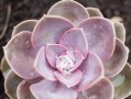 秋季怎么养殖紫乐多肉植物（打造多肉花园的关键技巧，让秋季养殖更简单轻松）
