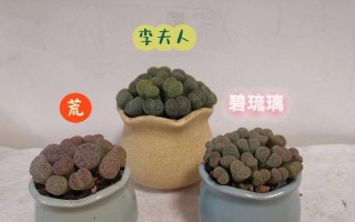 生石花繁殖方法和注意事项（如何成功繁殖生石花）