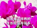 仙客来开花的养护秘籍（打造绚丽花海，学会仙客来开花的养护技巧）