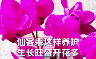 仙客来开花的养护秘籍（打造绚丽花海，学会仙客来开花的养护技巧）