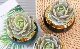 夏季养护指南
