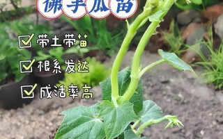 佛手瓜的种植和养护（在花盆里也可以轻松种植）