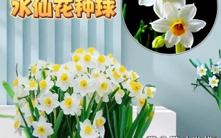 绘制简单又美丽的水仙花花盆画（用简洁线条勾勒出自然生动的水仙花种植场景）