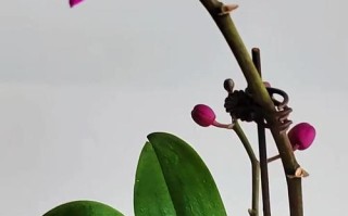 蝴蝶兰是太阳的朋友还是敌人？（探究蝴蝶兰的光照需求和适宜环境）