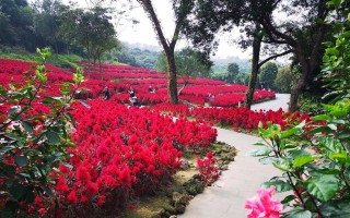 探秘鸡冠花的花期（春季花开，璀璨绽放）